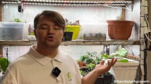 ОХ УЖ ЭТОТ ОГУРЕЦ - он в квартире не жилец? Простые рекомендации по выращиванию огурцов зимой.