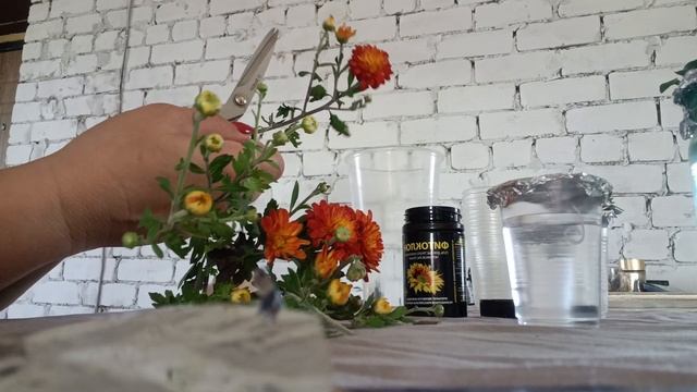 Укоренение хризантемы в воде
