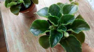 Фиалки. Слишком набитая середина. Выламываю листики.