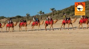 Cable Beach Camels in Broome, Western Australia