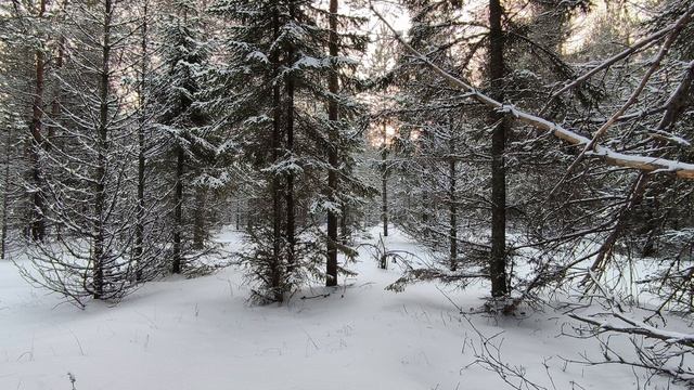 Заснеженный лес. ч.4. Декабрь 2023
