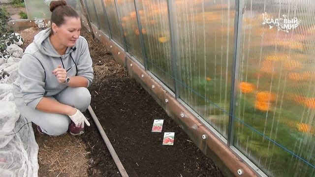 Посадка редиски осенью.Какие сорта выбрать для быстрого роста. Как правильно заправить грядку золой смотреть онлайн