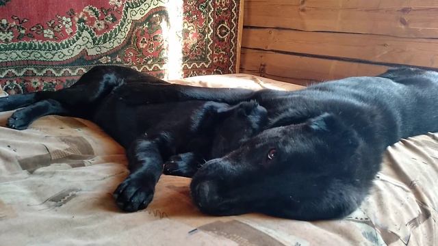 Алабаи в питомнике ТААЖЫДАР. +79962316536 Viber WhatsApp. смотреть онлайн