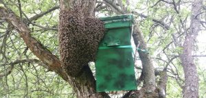 Пчеловодство с нуля. Часть третья..mp4