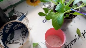 ПРИЩИПЫВАНИЕ У ПЕТУНИИ БОКОВЫХ ПОБЕГОВ.