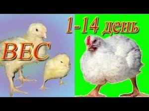 Как цыплята бройлера набирают вес ВЕС ПО СУТКАМ ДО 14 дней