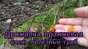 Походы в лес становятся интереснее. Разнообразие грибов растёт.