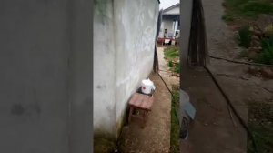 алабай охрана и поощрение