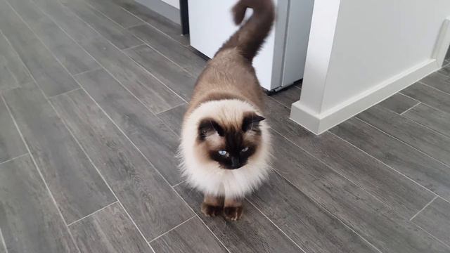 Ragdoll Cat Seal Point Kishmish (Sultana) смотреть онлайн