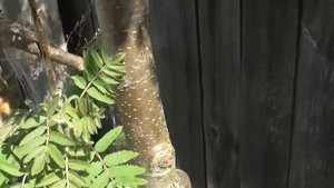 Почему нельзя прививать грушу на рябину