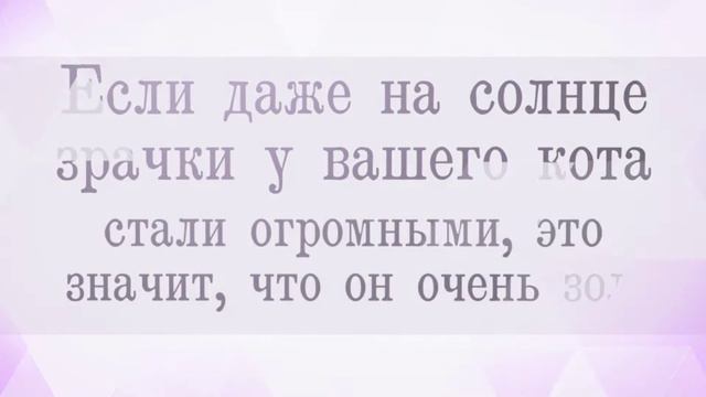 20 открытий, которые вы сделаете, когда заведете кота смотреть онлайн