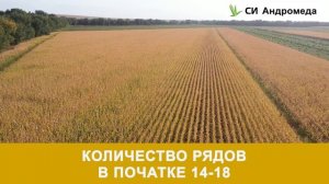 Новинка компании "Сингента"! Гибрид кукурузы СИ Андромеда - Жамбылская область, Кордайский район