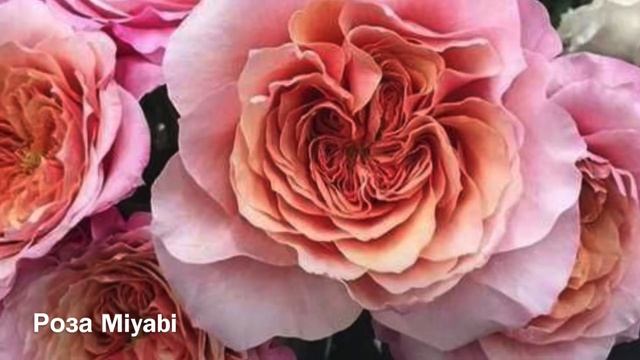 Розы. Заказ на весну 2021 года в питомнике Розы Вдохновения. Посмотрите какая красота!!!??? смотреть онлайн