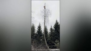 Спил деревьев Азис