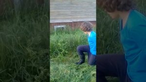 Мастер - класс по стрижке травы серпом.