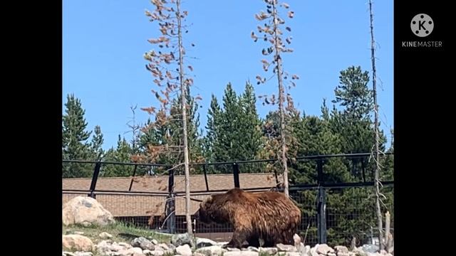 Yellowstone/Colorado photos video смотреть онлайн