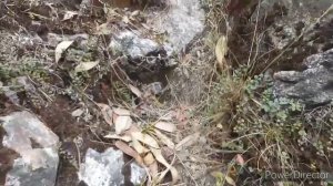 The Rhododendron forest of Barsey: West Sikkim