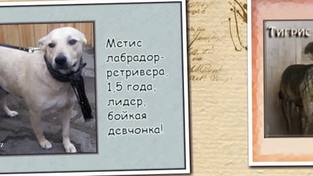 Подарите собакам дом смотреть онлайн