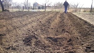 посадка картофеля культиватором