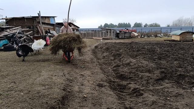 Мульчируем  грядки с индюками , бык в сарае.