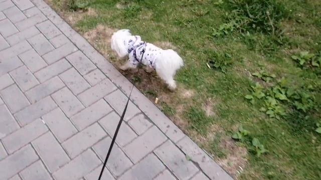 ВЕЧЕР С НАМИ/МАЛЬТИЙСКАЯ БОЛОНКА/МАЛЬТЕЗЕ
