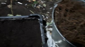 Часть 2. Размножение малины маточным корнем. Ремонтантная малина Карамелка.