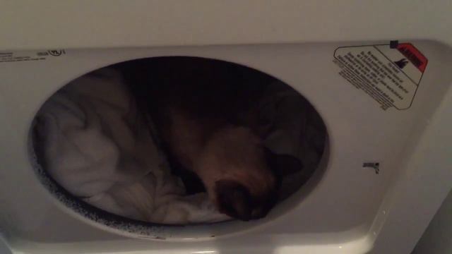 Ах, ты р-р-р моё ненаглядное =^..^= СИАМСКИЕ КОШКИ смотреть онлайн