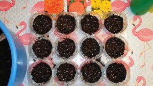 ПОСЕВ СЕМЯН БАРХАТЦЕВ НА РАССАДУ. НАДЁЖНО И БЫСТРО.