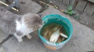 Ловкий кот...Ловит рыбу сам!