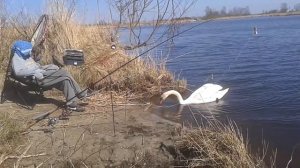 Рыбалка в Латвии, гуси)