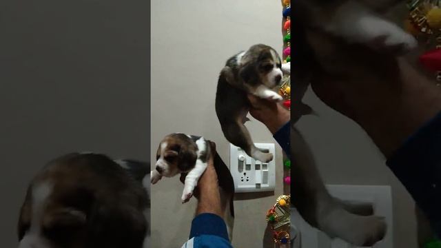 Beagle puppy