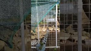 Муларды. Полезные советы и вопросы. Ряска.