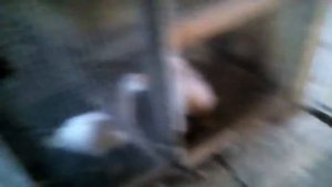Через сколько курица начинает нестись
