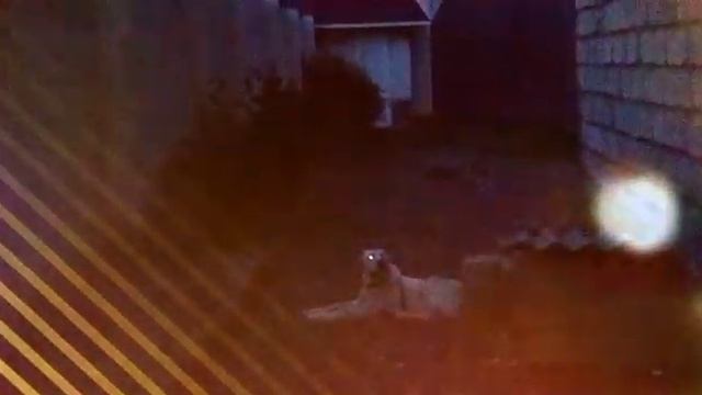 Кормления 4 месячного щенка Алабая смотреть онлайн