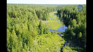 Кологривский лес  Заповедная Русь