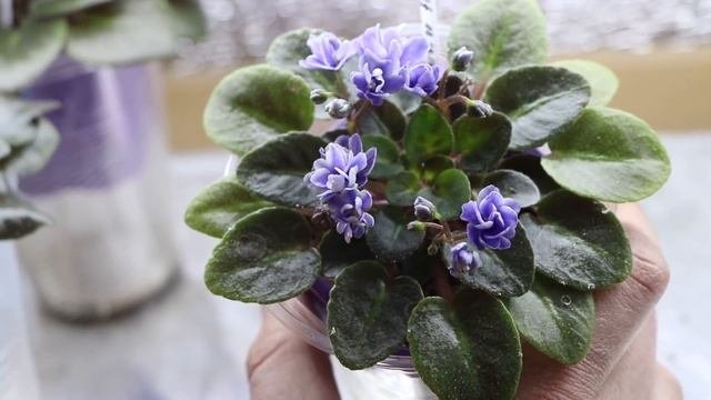 СКАЗОЧНО КРАСИВЫЕ  ФИАЛКИ РАСЦВЕЛИ у меня в коллекции! Вы БУДЕТЕ В ВОСТОРГЕ ОТ ТАКОЙ КРАСОТЫ