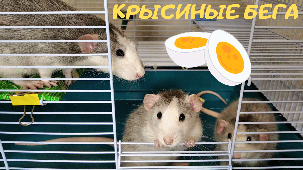 Слушать крысиный бег. Мышиные бега. Мышиный забег. Крыса на отдыхе. Самая большая крыса Украины.