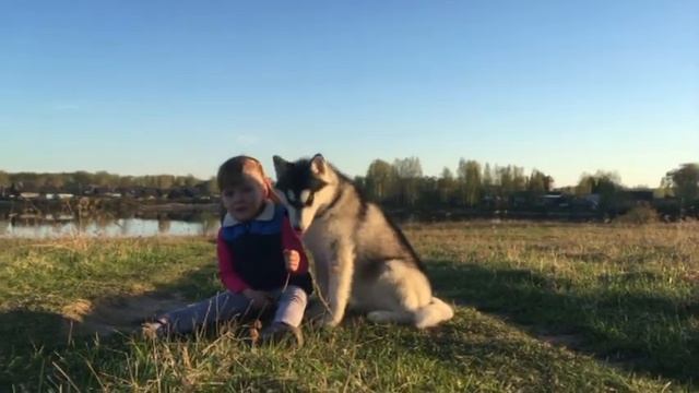 Питомник сибирских хаски Волыч: Услада
