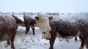 Весна засыпает снегом Кормушка для сена #герефорд #животные #сено #кормушка #трактор #хозяйство #ре