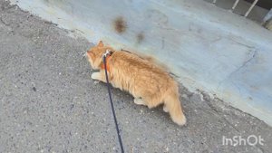 15 августа 2022 г. Домашний кот гуляет на поводке 🐈🐾🐾