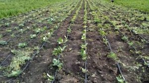 Прополка капусты после дождей Weeding of cabbage after rains