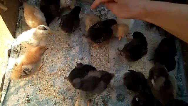 ПЕТУШОК или КУРОЧКА? Важно разобраться, ЧТОБЫ при походе на рынок ВАС "НЕ НАДУЛИ"!!!! смотреть онлайн