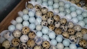 Селадон, тенеброз. Новые породы перепелов, закладываем яйцо в инкубатор.