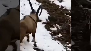 Безуаровый козел . Дагестанский тур .