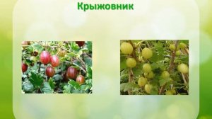Я исследую мир 1 класс. Культурные растения родного края.