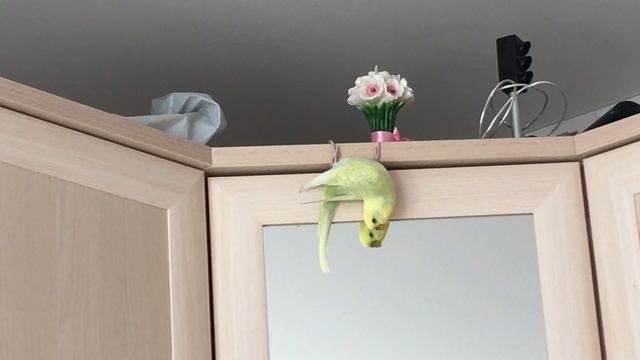 Смешной волнистый попугай Ева. Ева спалилась. Весёлая птичка Ева. Пушистик Он-Лайф. смотреть онлайн