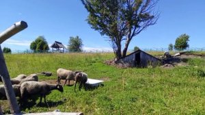 круиз на теплоходе Константин Симонов день третий 17.07.2024