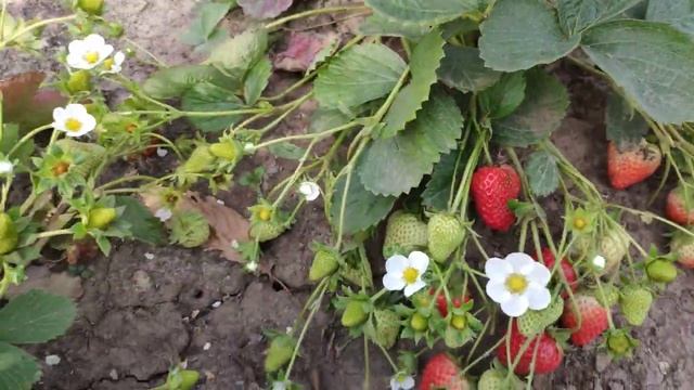 Земляника Мурано  10 октября 2020, г. Тула. Саженцы элитных сортов земляники в питомнике Барский Са смотреть онлайн