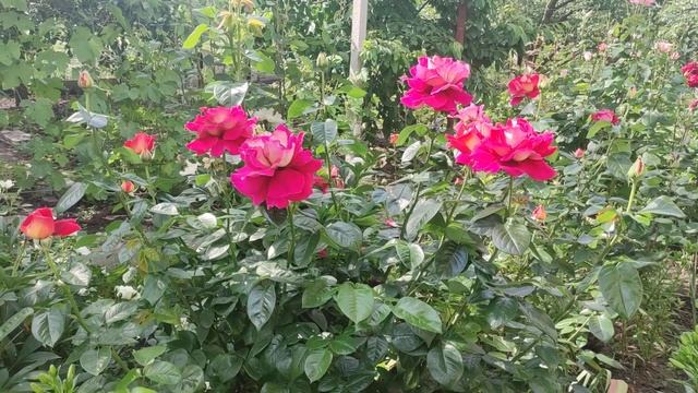 Роза Кроненберг, бархатные лепестки с очень красивым окрасом смотреть онлайн