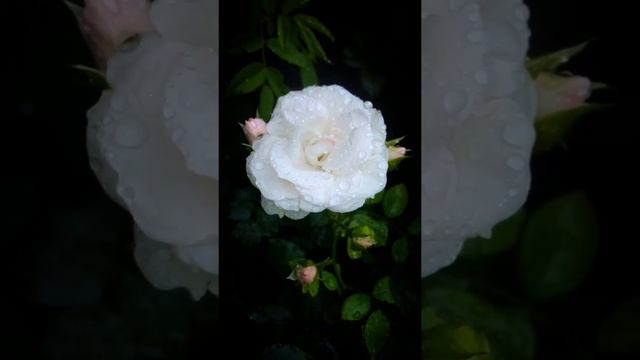 biała róża, white rose, bianca rosa